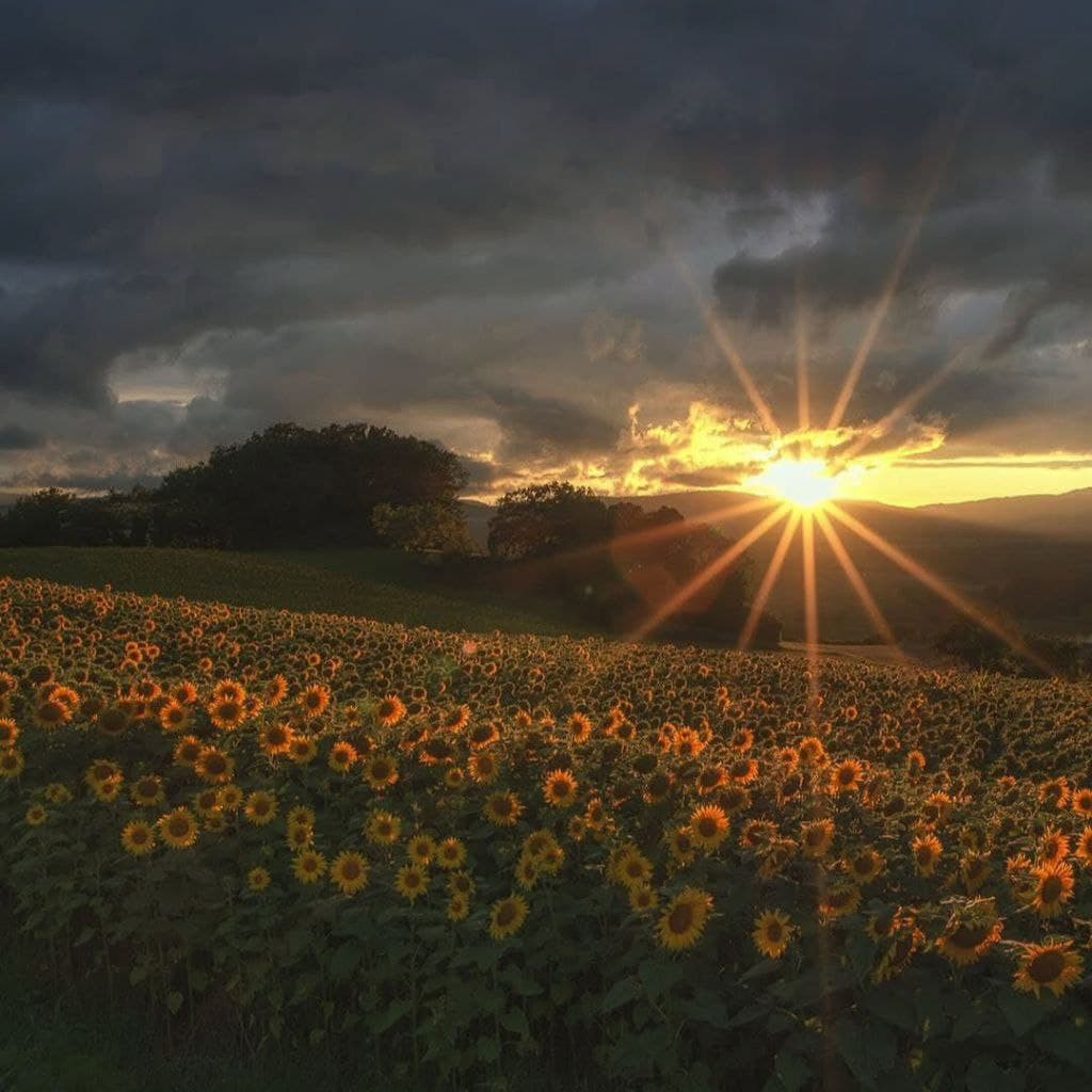 دانلود آهنگ بوی گندم مال من هر چی که دارم دانلود آهنگ بوی گندم مال من هر چی که دارم